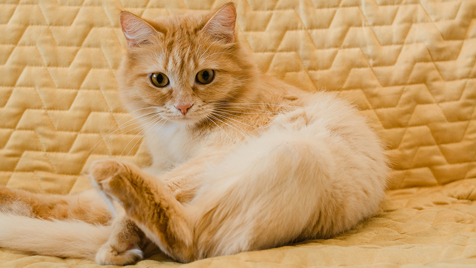 亚星宠物猫咪玩耍